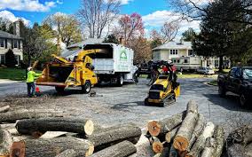 Professional Tree Care Services in Halesite, NY